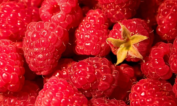 nsa raspberry frozen yogurt no sugar added